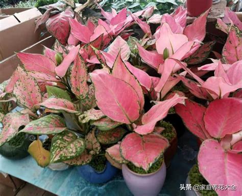 紅葉萬年青開花|【萬年青會開花嗎】萬年青竟然也會開花？20年首次現花苞，專家。